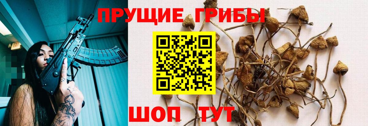 Галлюциногенные грибы Psilocybine cubensis Волоколамск